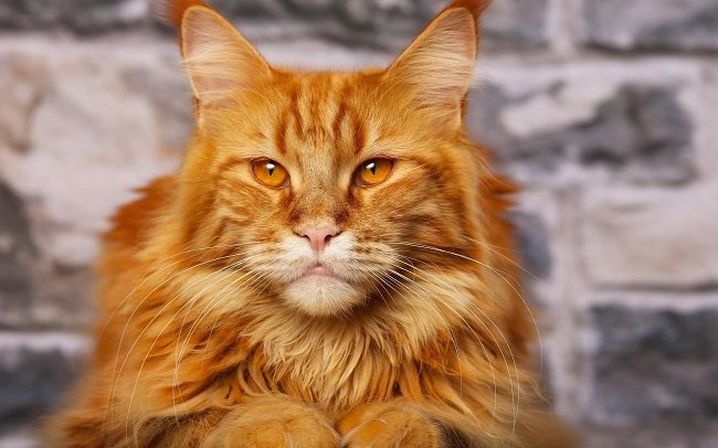 maine-coon-cat-ginger