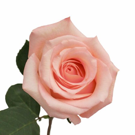 Engagement Light Pink Rose | FiftyFlowers.com