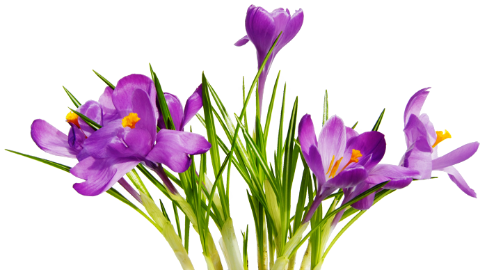 photos of spring flowers png - Google Search