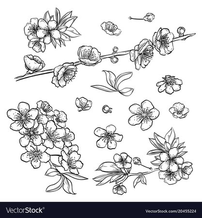 Hand drawn elegant sakura flowers Royalty Free Vector Image