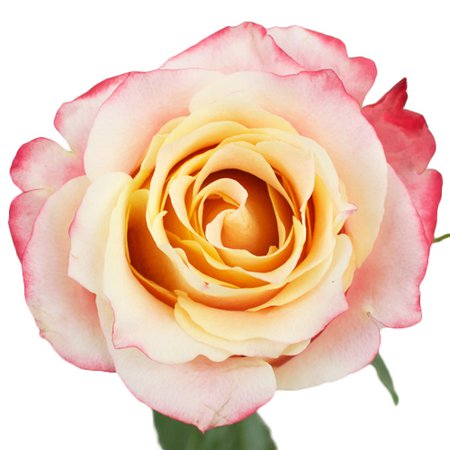 3D Sorbet Rose | FiftyFlowers.com