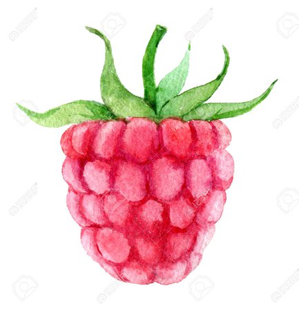 watercolor raspberry 1