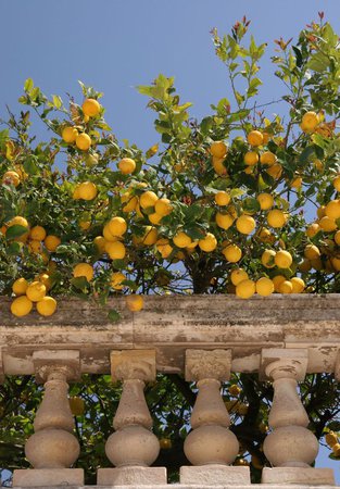 lemon tree garden aesthetic summer