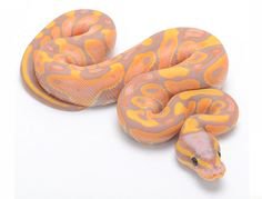 Pinterest snake pet