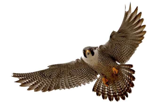 falcon no background - Google Search