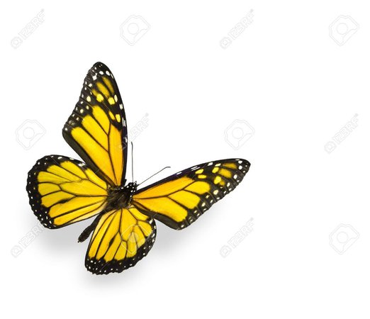 black and gold butterfly