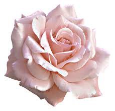 pink flower png - Cerca con Google