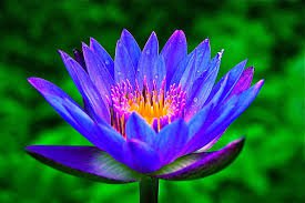 lotus flower - Google Search