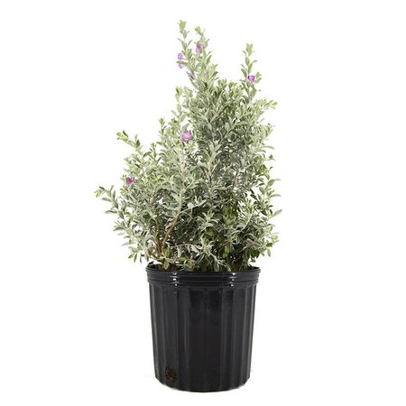 Texas Sage Live Plant 3 Gallon Lavender/Purple Flowers | Etsy