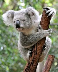 koala - Recherche Google