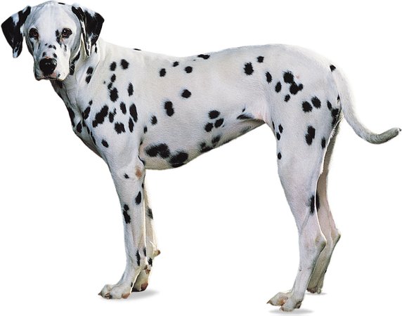 dalmatian dog - Google Search