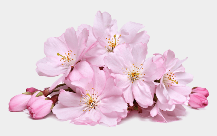 424-4243483_cherry-blossoms-png-cherry-blossom-flower-png.png (860×540)