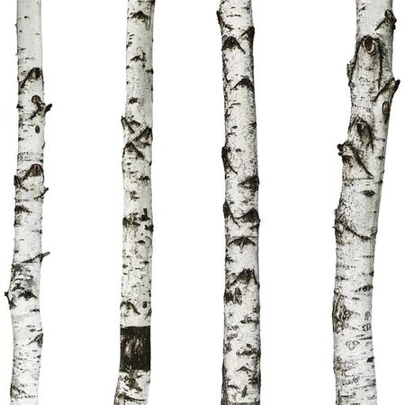 Realistic Birch Trees Set - Wall Decal – Print4One