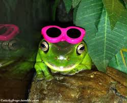 cool frogs - Google Search