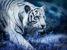 white tiger aesthetic - Google Search