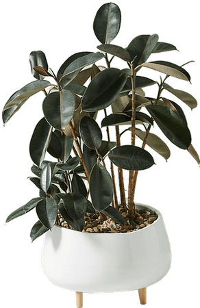 Oversized Ceramic Planter | Decorist