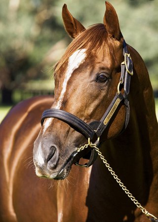 Sebring the Racehorse