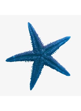 blue starfish png filler