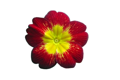 cias pngs // red and yellow flower