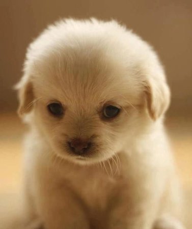 baby puppy - Google Search