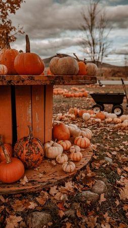 pumpkin patch | Tumblr
