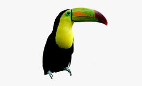 toucan png - Google Search