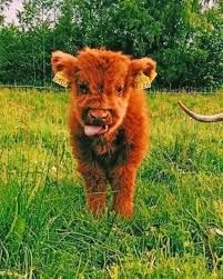 highland cow - Google Search
