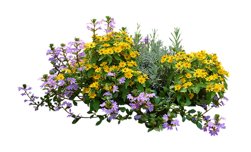 Small fall bushes png - Google Search