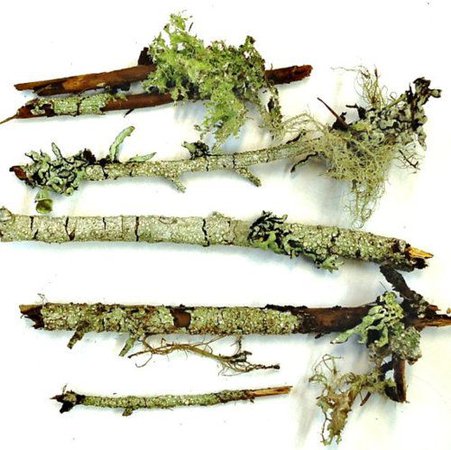lichen branches
