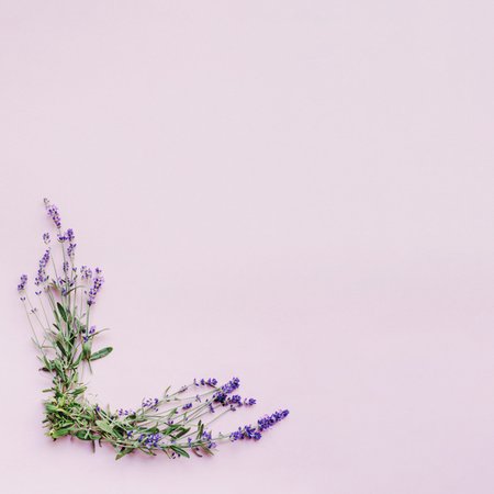 Google Image Result for https://image.freepik.com/free-photo/bunch-delicate-lavender-flowers-forming-frame-pink-background_23-2147847682.jpg