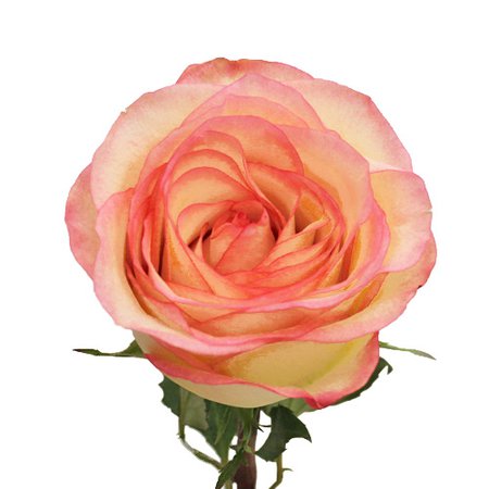 Pink Ice Malu Rose | FiftyFlowers.com