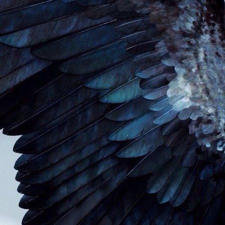 raven wing