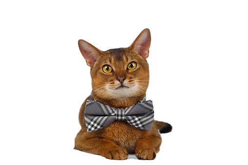 funny-abyssinian-cat-lying-bow-tie-curiously-looking-in-camera.jpg (509×339)