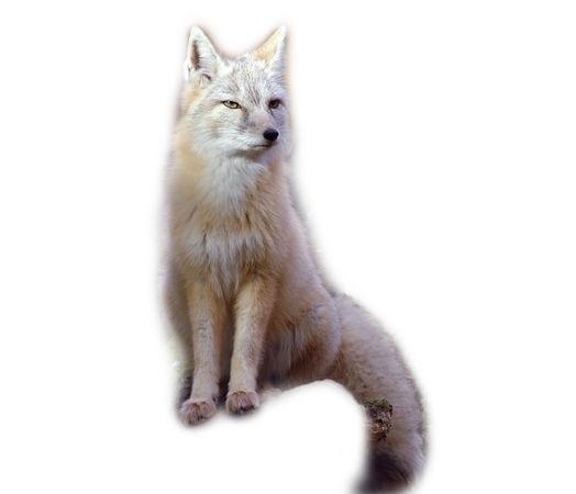 corsac fox ♡