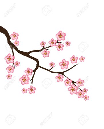 Vector Illustration Of Cherry Blossom Branch Royalty Free Cliparts, Vectors, And Stock Illustration. Image 62358950.