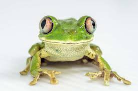frog - Google Search
