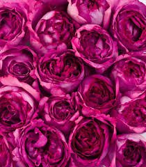 pink and dark pink flower aesthetic - Google Search