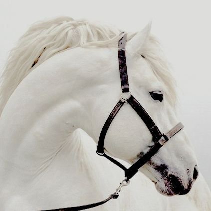 white horse aesthetic - Búsqueda de Google