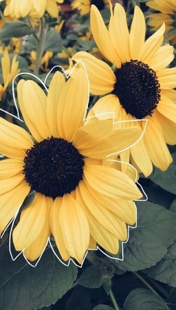 yellow and black flowers aesthetic - Google Search