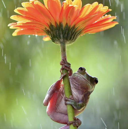 Photographer Spots Two Frogs Sharing A Sweet Hug In The Rain - The Dodo