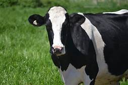 cow - Yahoo Image Search Results
