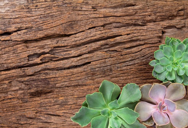 arrangement-succulents-cactus-wooden-background-as-fram-frame-border-92566995.jpg (800×546)