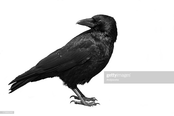 black-carrion-crow-on-a-white-background-picture-id173682340 (1024×683)