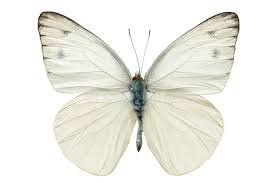 white butterfly – Google Suche