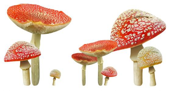 red mushroom png filler