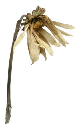Dried flower stalk