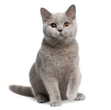 grey cat png - Búsqueda de Google