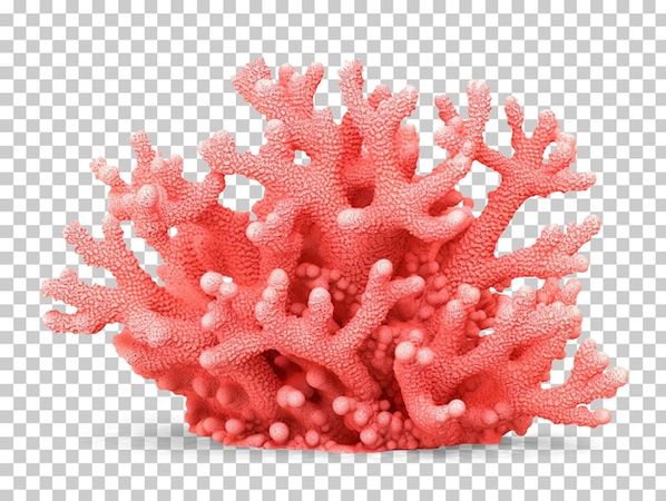 coral png