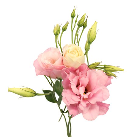 Pink Designer Lisianthus Flower | FiftyFlowers.com