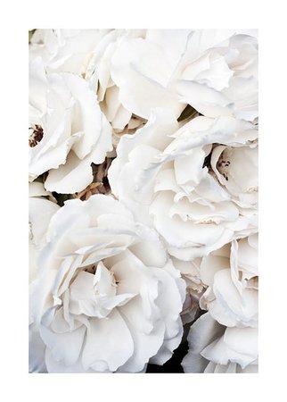 White Roses Poster - Romantic roses - Desenio.com